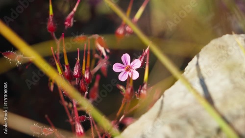 Beautiful flower