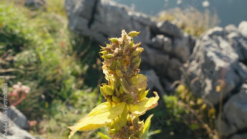 Plant on the grass