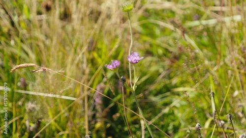 wild flowers in the grass