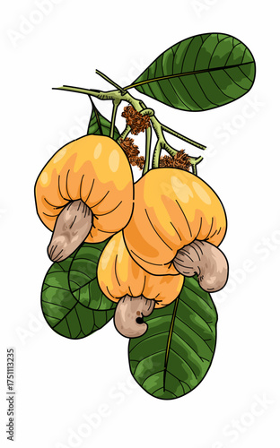 Illustration of fresh yellow cashew fruit with leaves issolated on white 