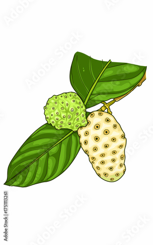 Illustration of a green and yellow noni fruit medicinal plant with leaves 