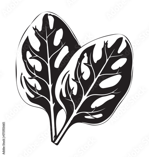 Black and White Spinach Leaves – Detailed Botanical Illustration