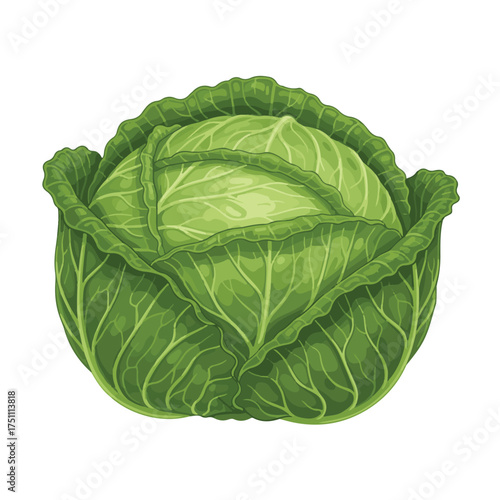 Black and White Cabbage Illustration – Detailed Botanical Drawing