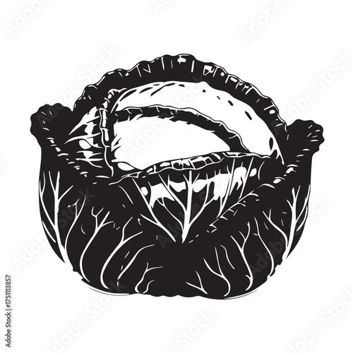 Black and White Cabbage Illustration – Detailed Botanical Drawing