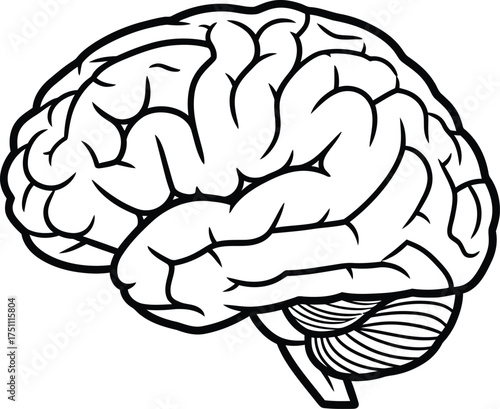 Illustration of a human brain isolated on white background, representing intelligence, thought, memory, and the central nervous system, a symbol of consciousness, learning, and cognitive function