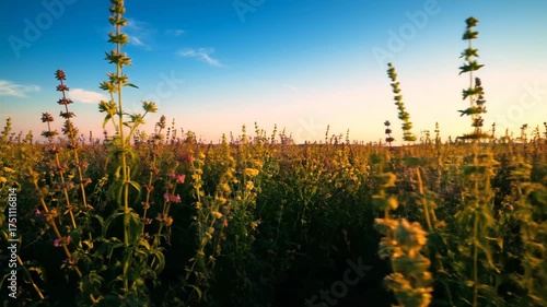 Field of wild flowers under a blue and pink sunset sky