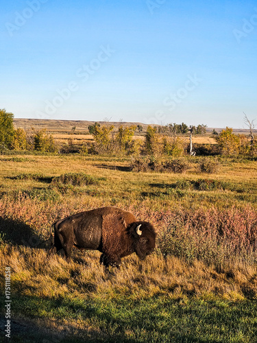 Bison in the autumn scenery during sunrise - Montana