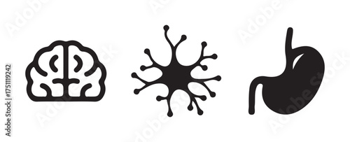 Brain Network Vector