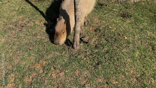 Capybara, grazing on grass. Rodent from Brazila nd South America.