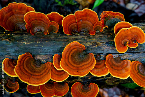 microporus vernicipes mushroom growing on decaying wood in the forest