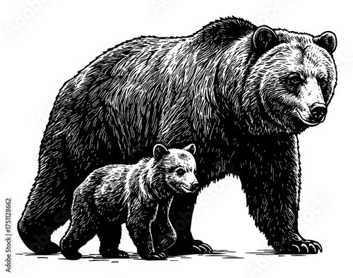 Mother bear and her cub walking together in detailed Black and White Outline Line Art Drawing