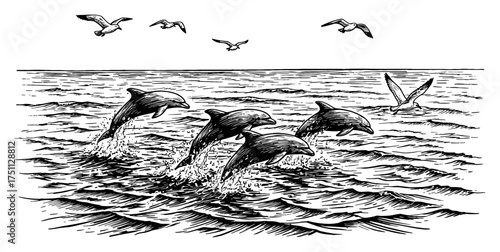 Vintage Engrave Style Sea Landscape with Dolphins Breaching and Seagulls Flying Black and White Outline Line Art Drawing