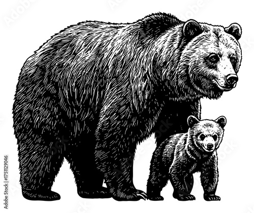 Mother Bear and Her Cub Walking Together Black and White Outline Line Art Drawing Engraving Style