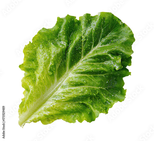 Close-up shot of a vibrant green lettuce leaf with water droplets, isolated on a black background