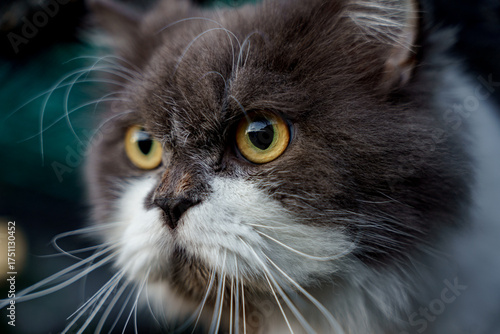 Persian cat sitting on concrete floor and look straight alone emotion.