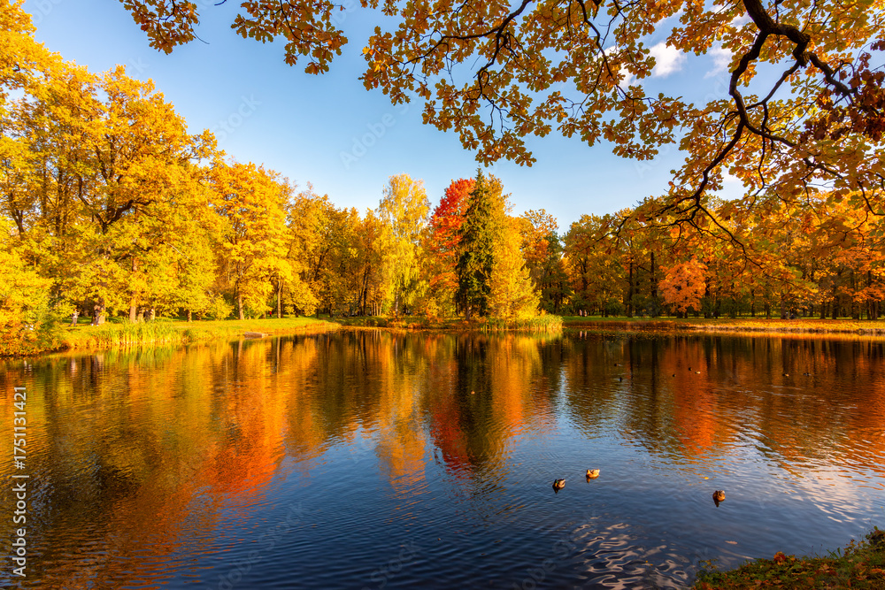 Fototapeta premium Autumn foliage in Alexander park, Tsarskoe Selo (Pushkin), St. Petersburg, Russia