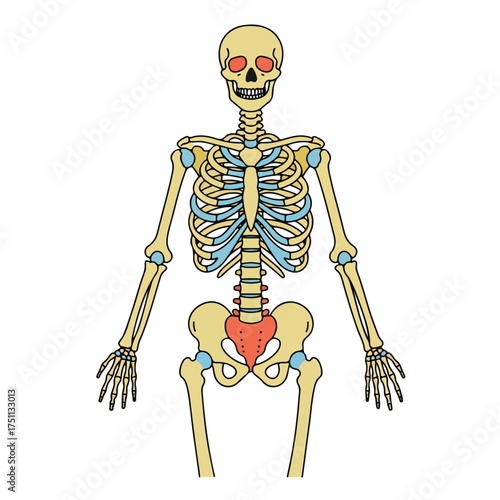 Simple Human Skeleton Anatomy Diagram - Essential Bone Structure