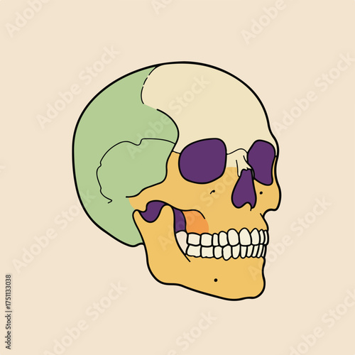 Simplified Human Skull: Essential Anatomy for Study