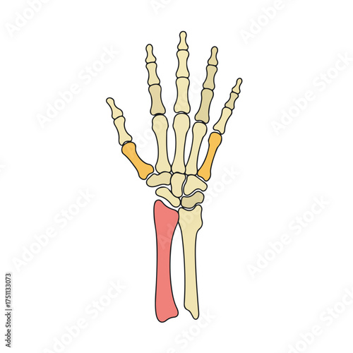 Simple Human Hand Bones: Detailed Anatomical Diagram for Study