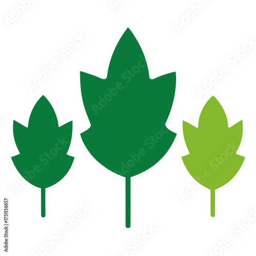 Three green leaves of different sizes isolated on white background