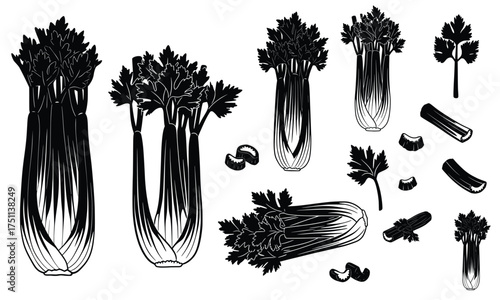 Celery Illustration: A detailed black and white illustration of celery, showcasing the different parts of the vegetable, perfect for culinary or educational uses.
