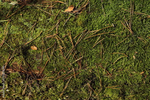 Texture of moss and fallen needles of pine. Wet surface of the ground with moss in autumn.