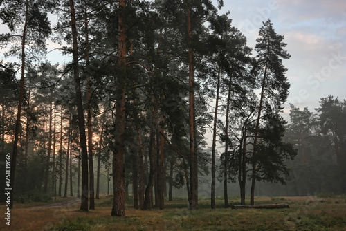 Misty evening forest. Rainy, foggy night in the forest. Tall pine trees in evening forest.