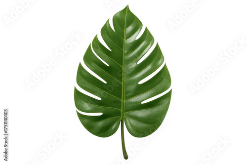 Monstera deliciosa leaf highlighting tropical nature and botany with a unique split-leaf pattern, isolated