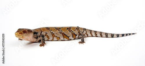 junger Blauzungenskink // young blue-tongued skink (Tiliqua scincoides) - Australien