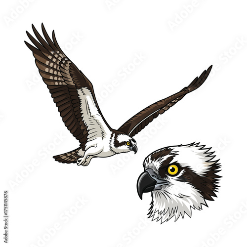 Osprey Fullbody and Close-Up Illustration for Wildlife Branding
