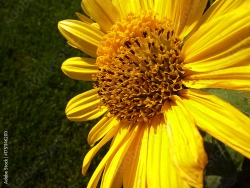 Makro einer Sonnenhut Blüte.