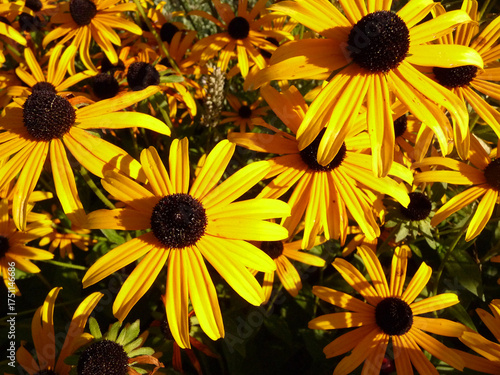 Makro einer Sonnenhut Blüte.