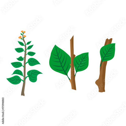 Illustrative sequence depicting the vibrant journey of plant propagation, from fresh cuttings to established growth, showcasing horticultural success