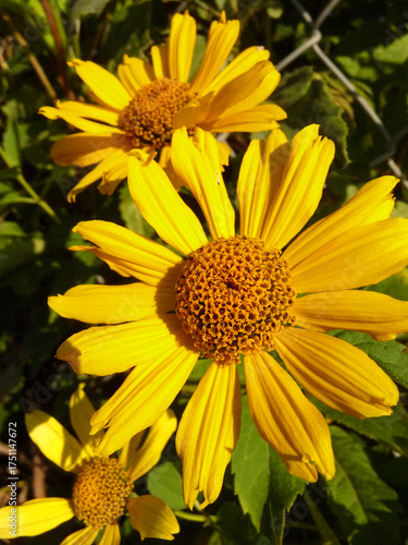 Eine Sonnenhut Blüte vor Gräsern im Garten.