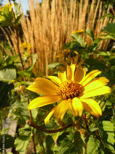 Eine Sonnenhut Blüte vor Gräsern im Garten.