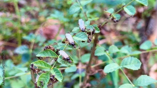 winged and normal ant family habitats