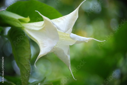 Eine Nahaufnahme von einer Stechapfelblüte.