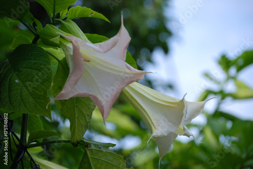 Eine Nahaufnahme von einer Stechapfelblüte.