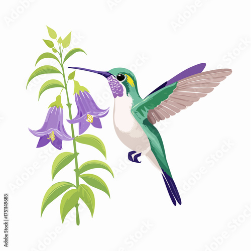 Hummingbird Nectar Feeding: A vibrant illustration captures a hummingbird delicately hovering near a cluster of purple bellflowers.