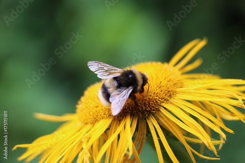 Bourdon butinant une fleur sauvage au printemps