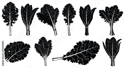 Kale Collection: A selection of fresh kale leaves, meticulously captured in a monochromatic view, showcasing their intricate textures and forms, a tribute to the understated beauty of nature. 