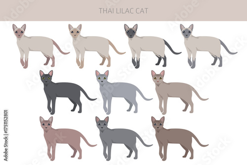 Thai Lilac Cat clipart. All coat colors set.  All cat breeds characteristics infographic. Vector illustration