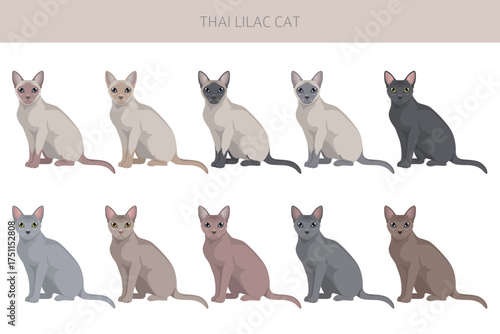 Thai Lilac Cat clipart. All coat colors set.  All cat breeds characteristics infographic. Vector illustration