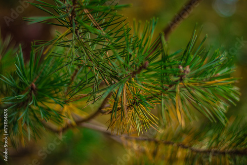 Macro shot of green and yellow pine needles on a branch, showing seasonal change with soft background blur in nature.
