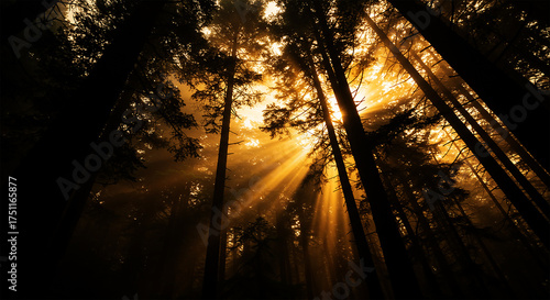 Magical Sunbeams in a Silhouetted Forest