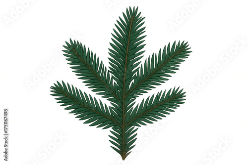 Green fir branch representing winter, nature, and christmas holidays. Transparent background for easy integration into designs