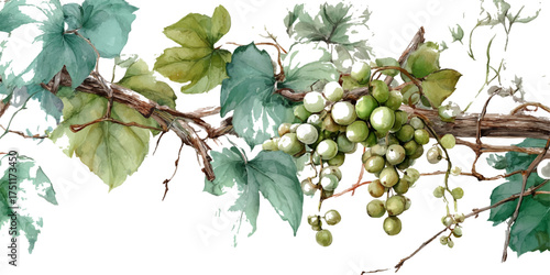 A detailed watercolor painting of a ripe green grape cluster with leaves on a branch isolated on white background