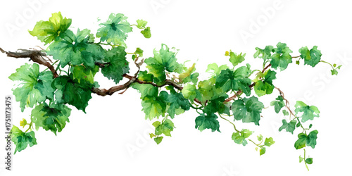 A lush green grapevine branch with vibrant leaves isolated on white background