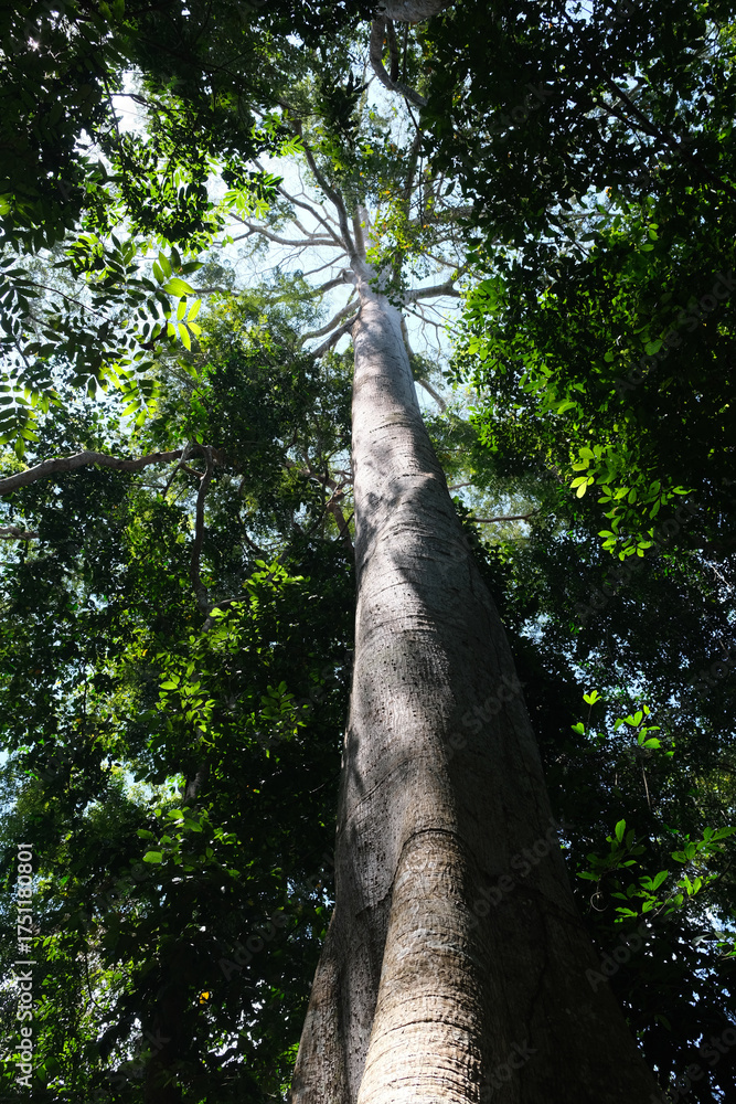 Fototapeta premium árvores verdes mata floresta amazonia natureza brasil lago igarapé lagoa selva folha