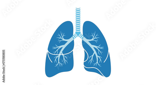 Anatomical Lungs Illustration Depicting Pulmonary Health and Respiratory System